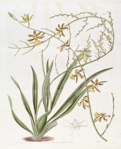 Illustration von Oncidium altissimum (Jacq.) Sw. (Diese Zeichnung ist NICHT Oncidium baueri, siehe Disambiguierungsseite Oncidium altissimum) von Miss Drake